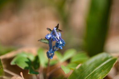 Bahar Hokkaido 'sunda mavi Corydalis