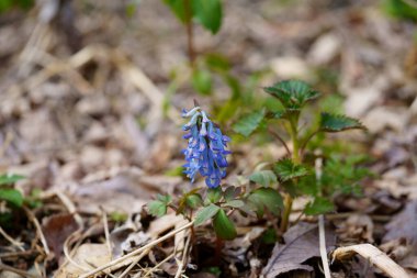 Bahar Hokkaido 'sunda mavi Corydalis