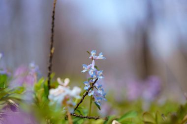Bahar Hokkaido 'sunda mavi Corydalis