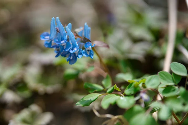 Bahar Hokkaido Sunda Mavi Corydalis — Stok fotoğraf