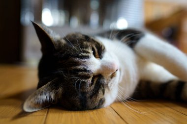 Japonya 'da bir kedi.