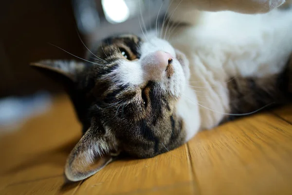 日本房子里的一只猫 — 图库照片