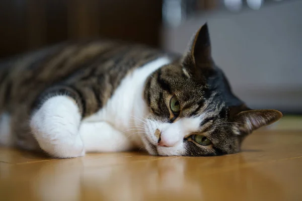 Gato Casa Japão — Fotografia de Stock