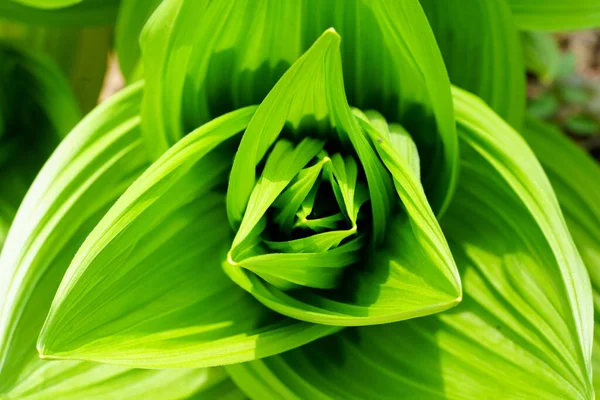 Veratrum Album Tavasszal Hokkaido — Stock Fotó