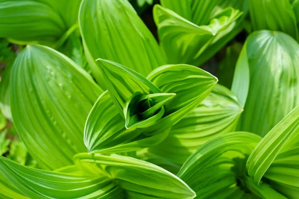 Veratrum Album Tavasszal Hokkaido — Stock Fotó