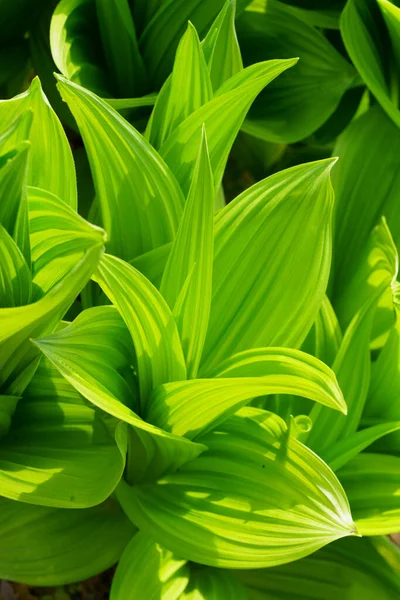 Veratrum Album Vår Hokkaido — Stockfoto