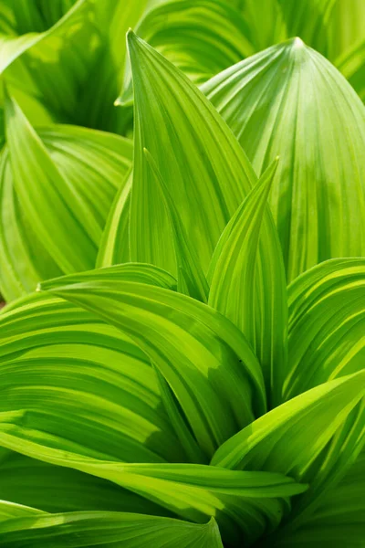 Veratrum Album Vår Hokkaido — Stockfoto