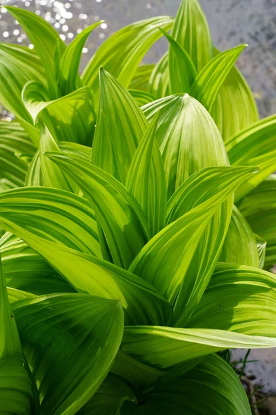 Veratrum Album Tavasszal Hokkaido — Stock Fotó