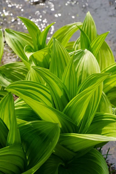 Veratrum Album Tavasszal Hokkaido — Stock Fotó