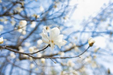 Hokkaido 'da Kuzey Japon Manolyası