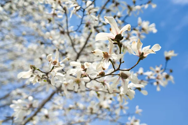 Magnólia Japonesa Norte Hokkaido — Fotografia de Stock