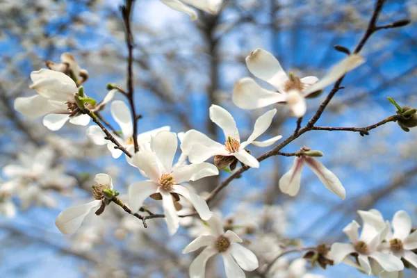 Magnólia Japonesa Norte Hokkaido — Fotografia de Stock