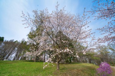 Bahar Hokkaido 'da kiraz çiçeği