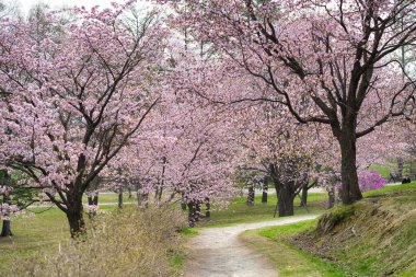Bahar Hokkaido 'da kiraz çiçeği