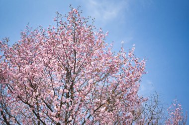 Bahar Hokkaido 'da kiraz çiçeği