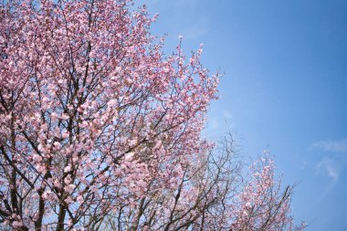 Bahar Hokkaido 'da kiraz çiçeği