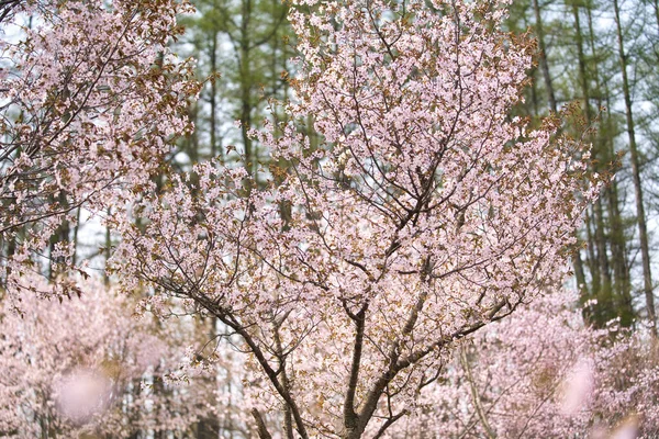 Kwiat Wiśni Wiosennym Hokkaido — Zdjęcie stockowe