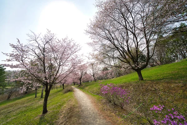 Flor Cereja Hokkaido Primavera — Fotografia de Stock