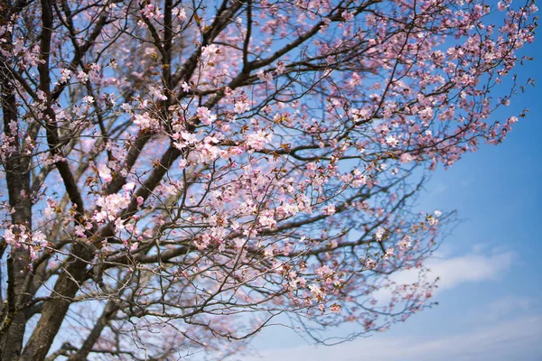 Flor Cereja Hokkaido Primavera — Fotografia de Stock