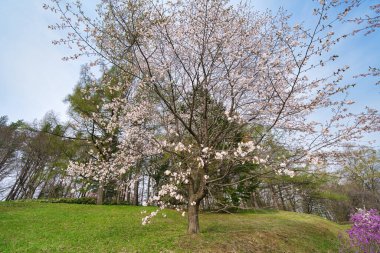 Bahar Hokkaido 'da kiraz çiçeği
