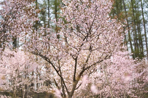 Άνθη Κερασιάς Την Άνοιξη Hokkaido — Φωτογραφία Αρχείου