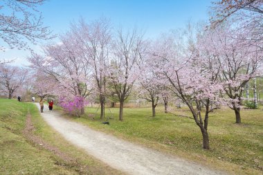 Bahar Hokkaido 'da kiraz çiçeği
