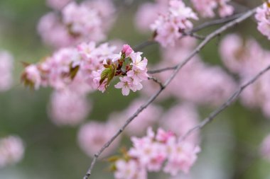 Bahar Hokkaido 'da kiraz çiçeği