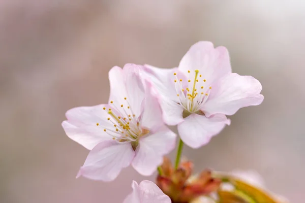 Cherry Blossom Spring Hokkaido — Stock Photo, Image