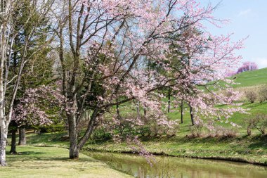 Shimizu parkında kiraz çiçekleri