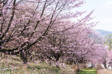 Shimizu parkında kiraz çiçekleri