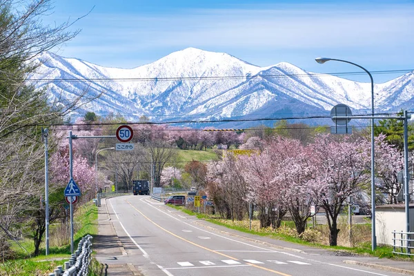 Körsbärsblommor Shimizu Park — Stockfoto