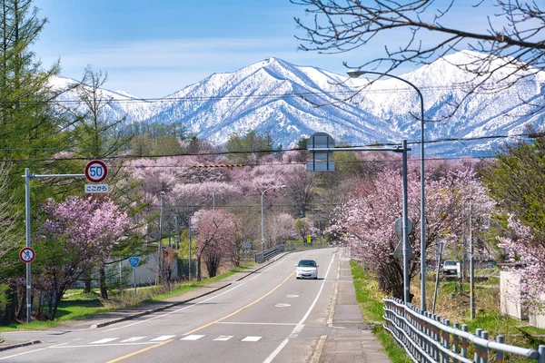 Körsbärsblommor Shimizu Park — Stockfoto
