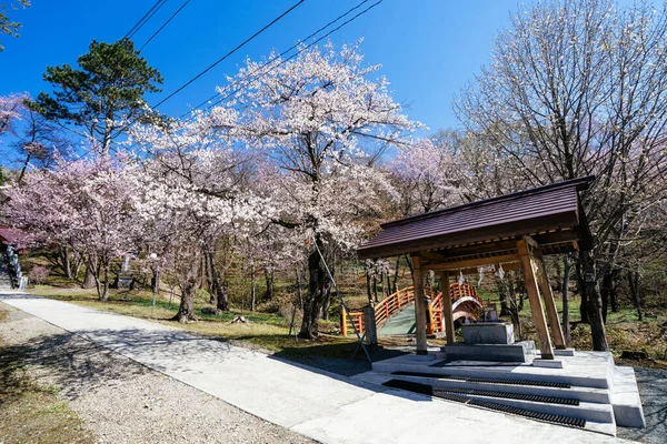 cherry blossoms in japan shrine