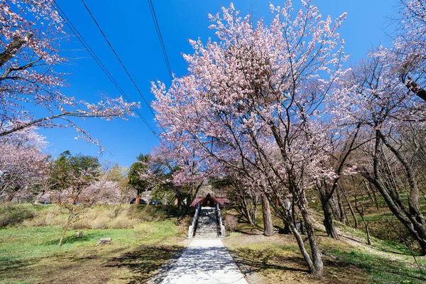 cherry blossoms in japan shrine