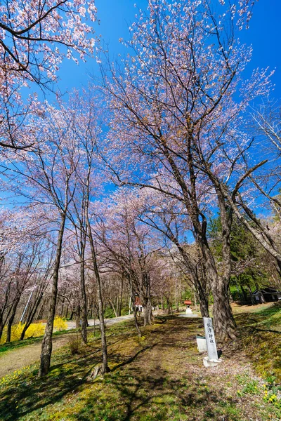 cherry blossoms in japan shrine