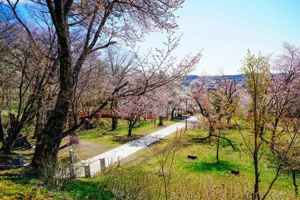 cherry blossoms in japan shrine