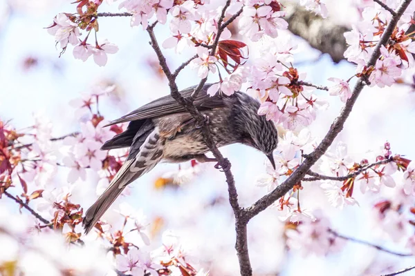 Bulbul Cherry Blossoms Spring — стоковое фото