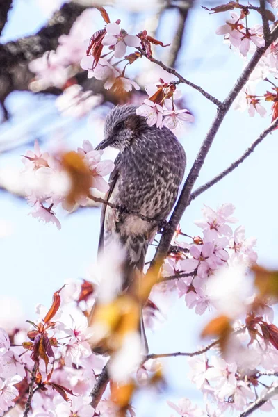 Bulbul Cherry Blossoms Spring — стоковое фото
