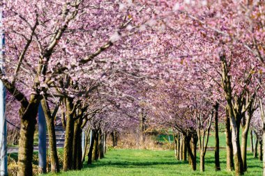 Bahar Hokkaido 'da kiraz çiçekleri