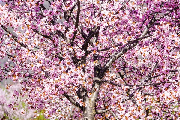 Flores Cereja Hokkaido Primavera — Fotografia de Stock