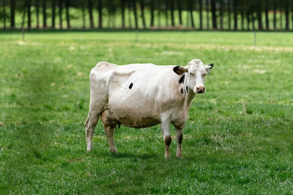 Vaca Diária Verão Hokkaido — Fotografia de Stock