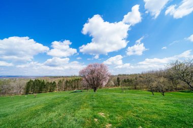 Shimizu parkında kiraz çiçekleri