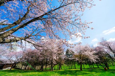 Shimizu parkında kiraz çiçekleri