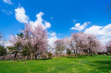 Shimizu parkında kiraz çiçekleri