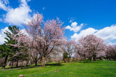 Shimizu parkında kiraz çiçekleri