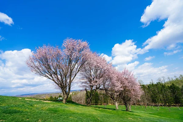 Flores Cereja Parque Shimizu — Fotografia de Stock