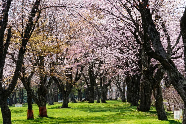 Flores Cereja Parque Shimizu — Fotografia de Stock