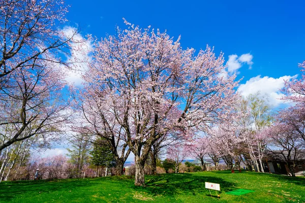 Άνθη Κερασιάς Στο Πάρκο Shimizu — Φωτογραφία Αρχείου
