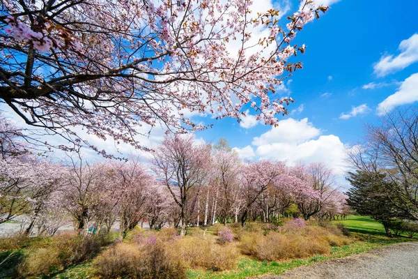 Cherry Blosoms Shimizu Park — Stock Photo, Image