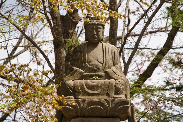 Estátua Buddha Flores Cereja — Fotografia de Stock